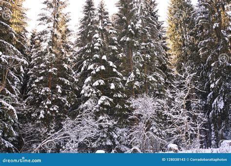 Beautiful Snow Covered Forests On Christmas Days Stock Image Image Of