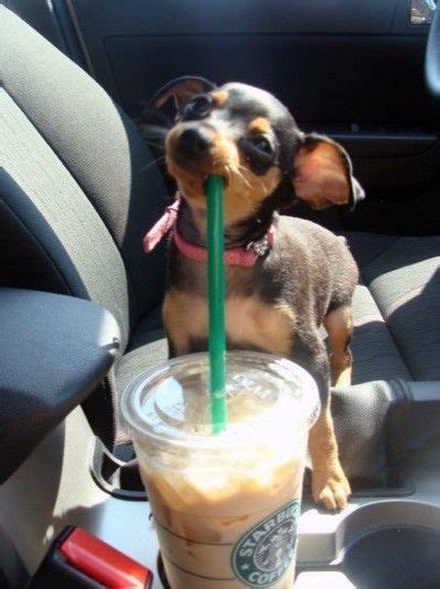 Cutest Baby Chihuahua Drinking His Starbucks Cute Dogs ღ Pinterest