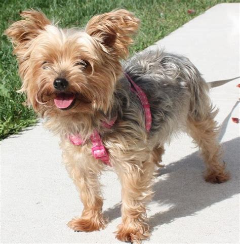 They have such a wide variety that you can find a dog that's a perfect fit for your lifestyle. 86 best Adoptable Yorkies images on Pinterest | Adoption ...