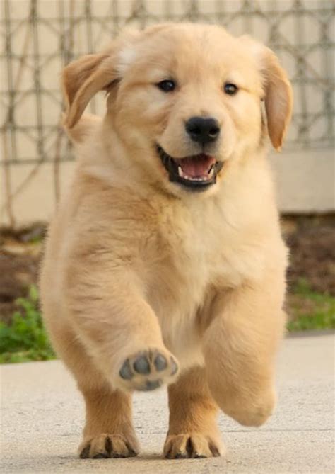 Golden Retriever Puppy So Cute Do You Want More Info On