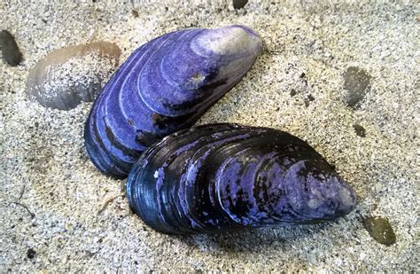 Blue Mussel Mussel Shell Mussels