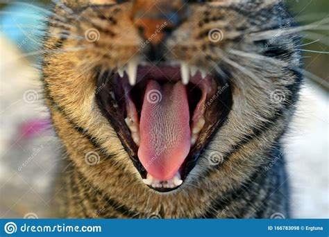 A Cat Yawns With Its Mouth Wide Open Stock Photo Image Of Animal