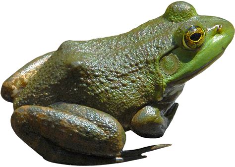 Frog Png Transparent Image Download Size 1535x1094px