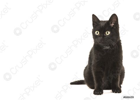 Jonge zwarte kat zittend wegkijkend naar links geïsoleerd op