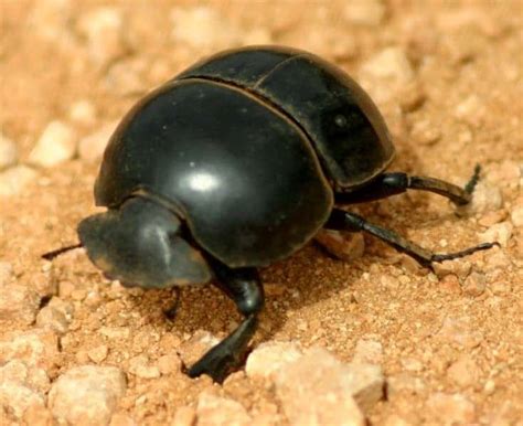 Dung Beetle Insect Facts A Z Animals
