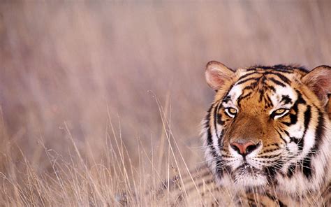 Royal Bengal Tiger Indias Majestic Animal Hd Desktop Wallpaper