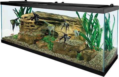 It is needless to say that you should decide the fish for you 1 or 1.5 gallon tank. Best 55 Gallon Fish Tanks 2020 - Get aquarium fish
