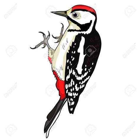Cartoon Woodpecker Clipart 20 Free Cliparts Download Images On