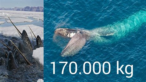 Top 10 Largest Whales In The World Youtube