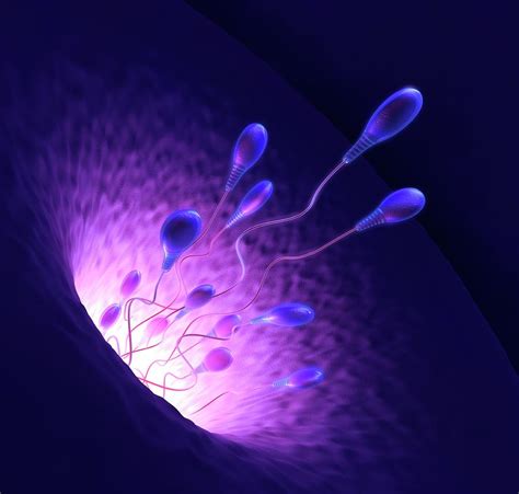 Human Sperm Cells Photograph By Ktsdesignscience Photo Library