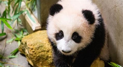 Baby Panda Born At Dutch Zoo Is A Boy Nl Times