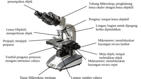Mikroskop Pengertian Sejarah Fungsi Jenis Bagian Cara Kerja