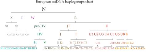 DNA and Family Tree Research: What are the most common mtDNA subclades ...