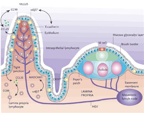 The Gut And Connections To Other Organs Sjfm
