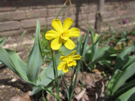 Early Louisiana Daffodil · George Washingtons Mount Vernon