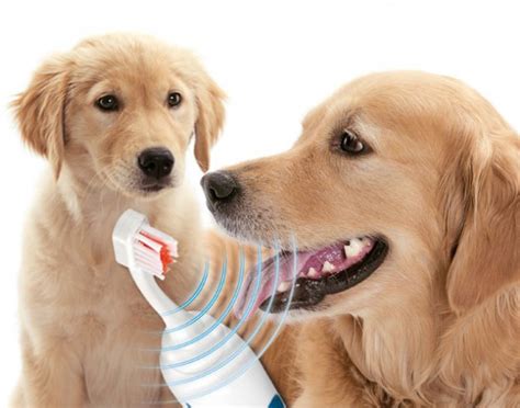 Emmi Pet Ultrasonic Toothbrush Dogslife Dog Breeds Magazine