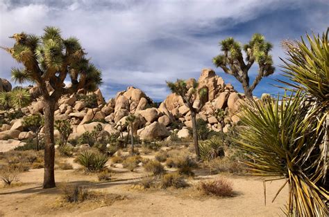 Channel Islands Joshua Tree To Death Valley Road Trip Itinerary