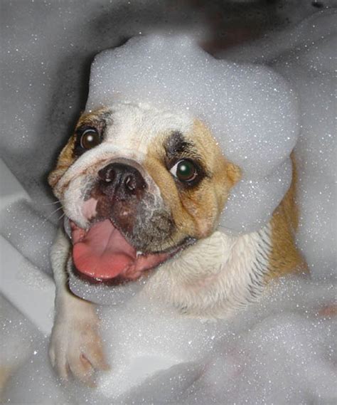 53 Bathing Animals That Will Splash A Smile On Your Face Bored Panda