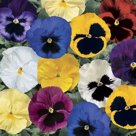 Delta Pansy Seeds Delta Blotch Mix 50 Seeds Pansy Mix Etsy Pansies