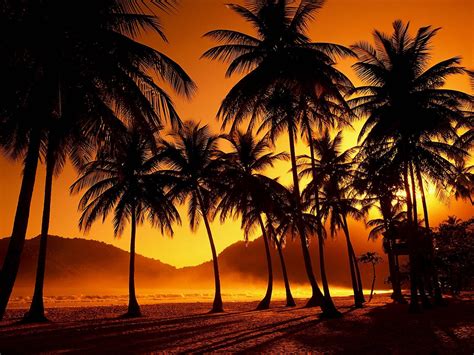 10 Latest Palm Tree Sunset Wallpaper Full Hd 1920×1080 For Pc Desktop 2021