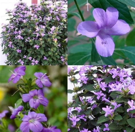 planta arbusto violeta filipina lila barleria cristata sol plantas semillas