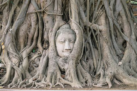 Buddha Head In Bodhi Tree Ayutthaya Thailand By Stocksy Contributor