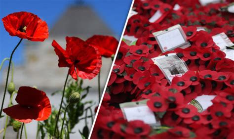Remembrance Sunday 2016 Why Do We Wear Poppies To Remember War Dead