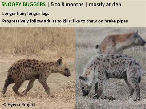 Hyena Project On Twitter Hyenafacts Aging Of Hyena Cubs 45 The