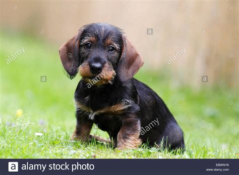 Dachshund puppies, dachshund breeders, dachshunds for sale, dachshunds. Wire-haired dachshund, puppy, 10 weeks, sitting on grass, Germany Stock Photo: 76168714 - Alamy
