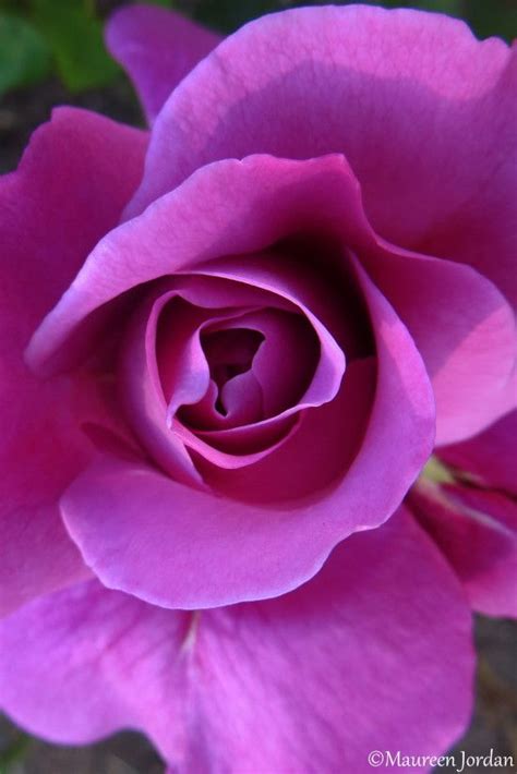 Bring Me A Rose ⋆ Divinity Lane Amazing Flowers Rose Flower