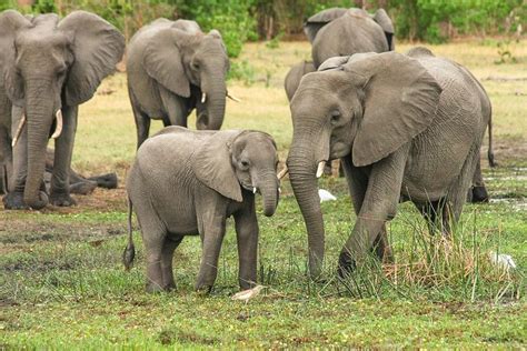 How To Help Endangered Elephants Divisionhouse21