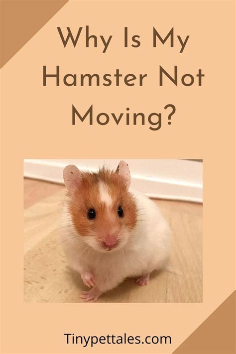 Pin On Hamster Guide