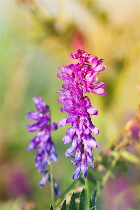 Purple Meadow Flowers Stock Image Image Of Sunny Sunrise 65557873