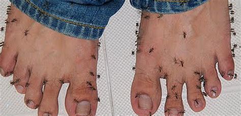वैज्ञानिकों ने किया ये चौंकाने वाला खुलासा, इस वजह से ऐसे लोगों को अधिक काटते हैं मच्छर