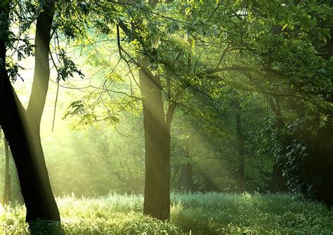 Hd Wallpaper Forest The Sun Rays Trees Nature Sunshine Green
