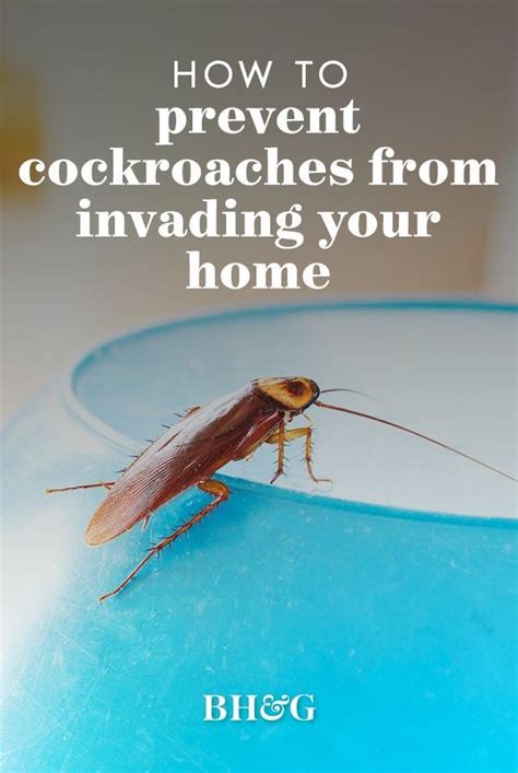 Heres How To Keep These Pests Out And How To Get Rid Of Roaches That May Have Already Moved In