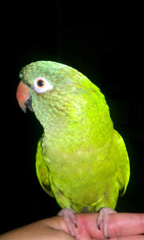 My New Blue Crown Conure Parrot Forum Parrot Owners