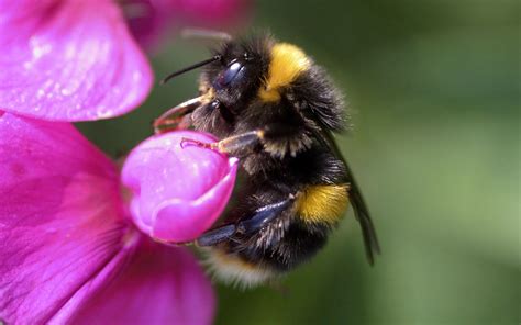Wallpaper For Desktop Bumblebee Bee Bumble Bee Bee On Flower