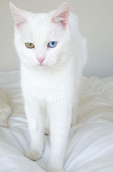 Van Kedİsİ Cats Pretty Cats White Cats