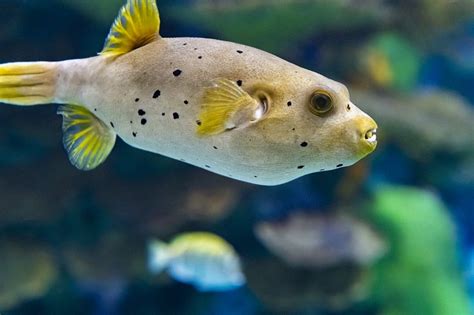 Dog Face Puffer Blackspotted Puffer Info With Care Details And Pictures