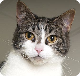 Adopt a pet today at a petsmart adoption event near you. Chicago, IL - Domestic Shorthair. Meet Eva, a cat for ...