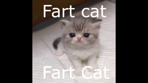 Fart Cat Youtube
