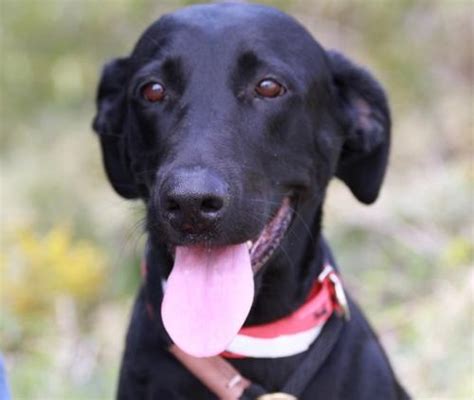 Outreach events are generally held locally around edmond and oklahoma city. Angel | Atlanta Lab Rescue