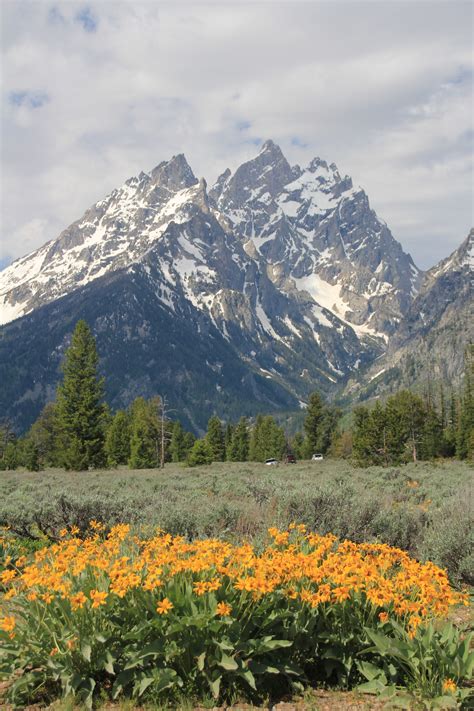 View Of The Cathedral Group Of Mountains At Grand Teton National Park