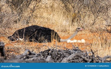 Male Ostrich At Nest Stock Photo Image Of Camelus Plumage 137420634