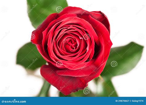 Red Rose Isolated Stock Image Image Of Beautiful Flower 29870667
