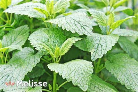 Melisse Anwendung Wirkung Inhaltsstoffe Heilpflanze Melissa