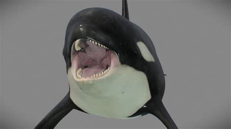 Killer Whale Orcinus Orca 3d Model By Rstrtv 174dc4d Sketchfab