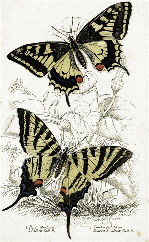 Swallowtail Butterflies 1855 Butterfly Illustration Swallowtail