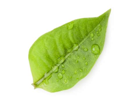 Closeup Of Fresh Green Leaf With Water Droplets On White Background